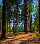 Bild: Pixabay/Evelina Nowakowska